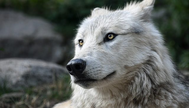 Anche il lupo è timido e per questo vale la pena conoscerlo meglio!