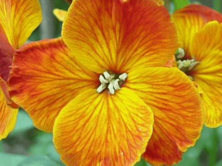 Wallflower: fare da tappezzeria (video)