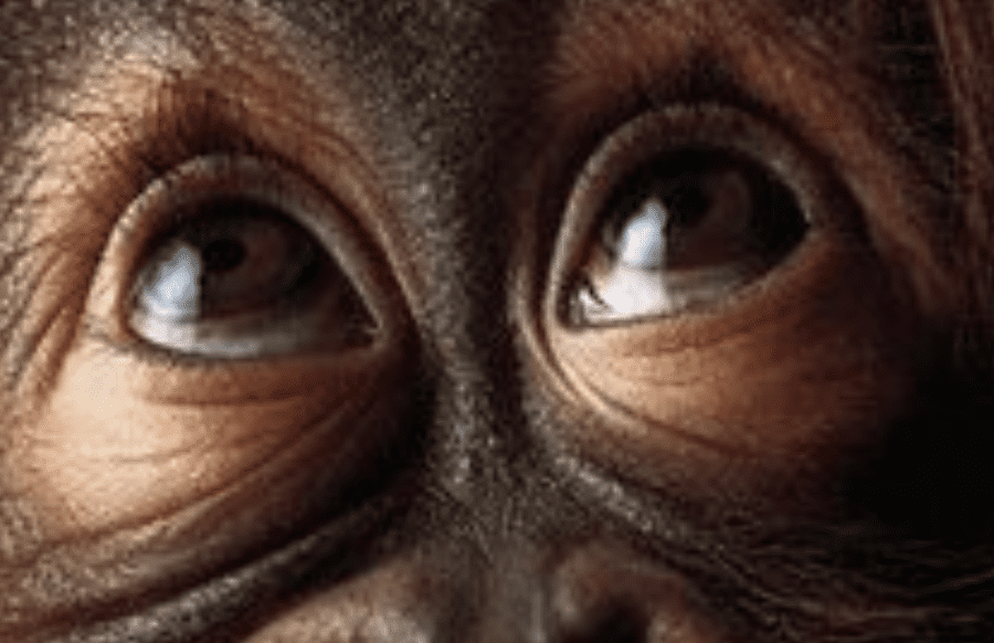 Anche le scimmie imparano dai loro errori