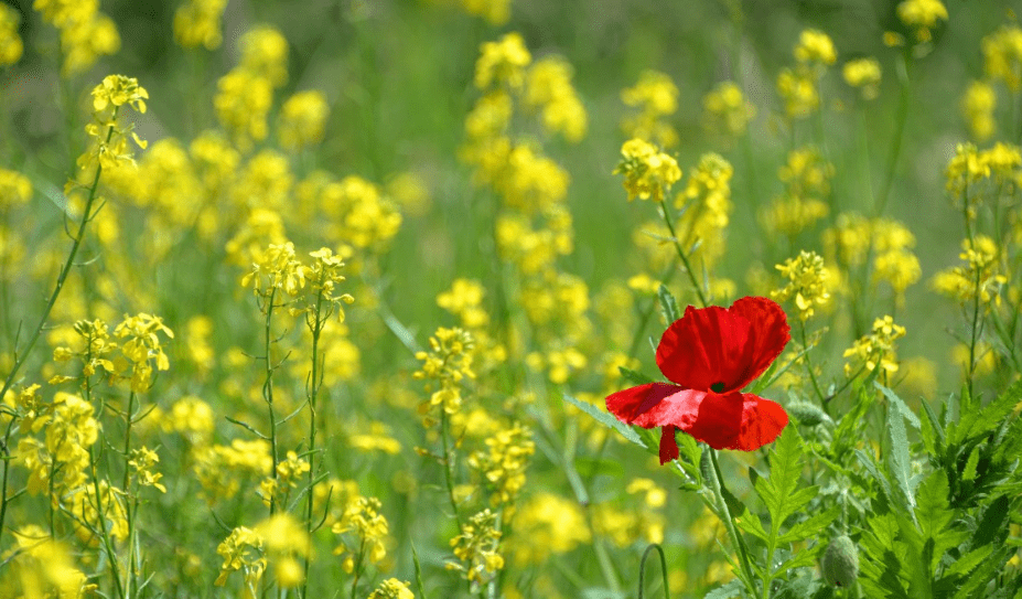 Vorrebbe essere come gli altri