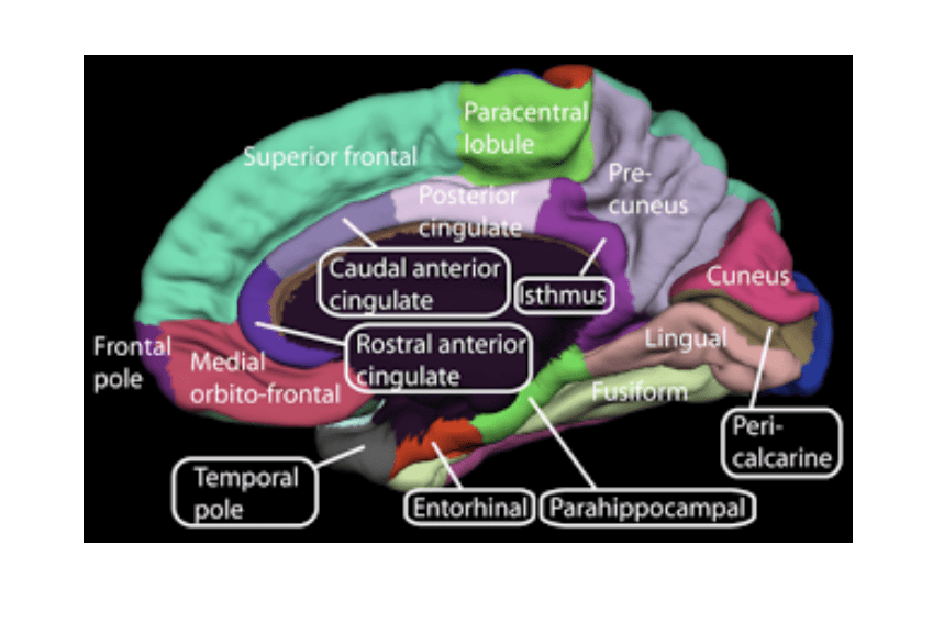 Le basi cerebrali dell'ansia sociale