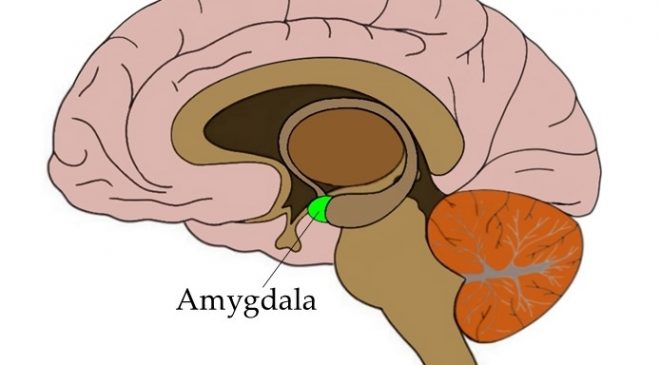 Amigdala non significa solo "paura"